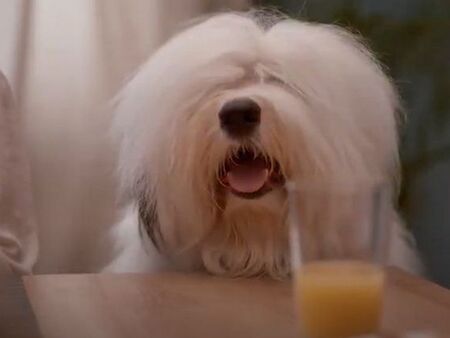 Куче от България влезе в реклама на световна компания