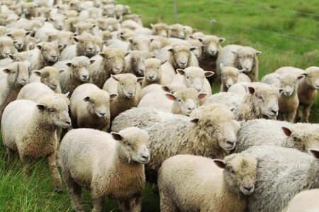 Снаряд уби стадо овце в Гърция, овчарят е жив