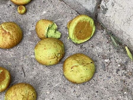 Отровни хлебчета срещу бездомни животни разхвърляни на ул. "Оборище"