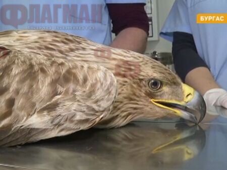Пастир от Карнобат и ветеринари от Бургас спасиха птица от изчезващ вид на Земята