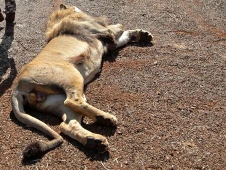 К-19 покоси лъв в индийски зоопарк