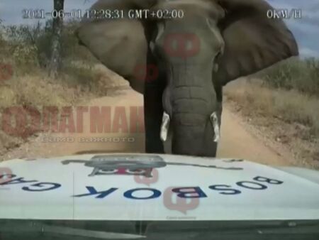 Слон избута автомобил