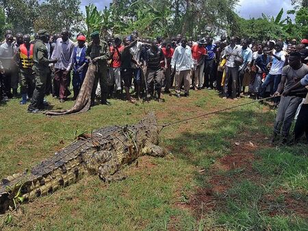 Уловиха крокодил, изял 80 човека