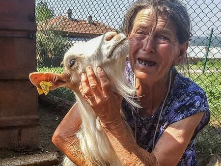 ВАС: Не е имало чума в Болярово, хиляди животни избити напразно