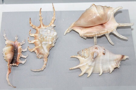 Непознатите морски обитатели в Природонаучния музей на Бургас