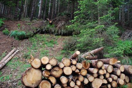 Близо 1000 дървета са отсечени незаконно само за седмица