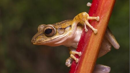 Новооткрита жаба беше наречена в чест на рок групата "Лед Цепелин"