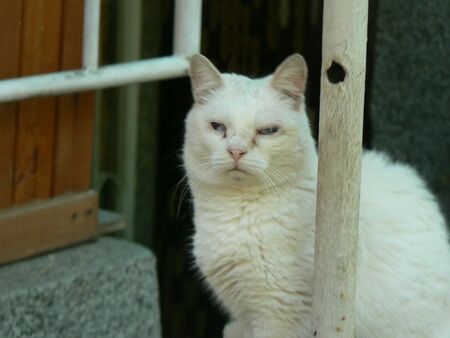 Поетът Недялко Йорданов да забрави за бялото си сляпо коте, няма да се върне никога