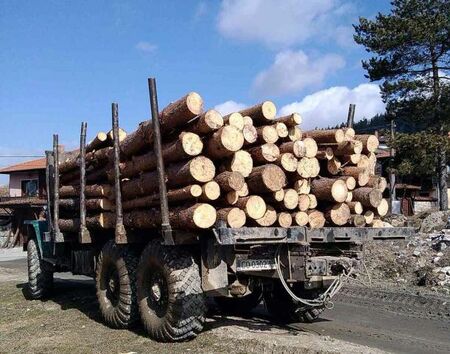 Откриха незаконна дървесина в склад в Царево