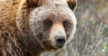 Учат хората как да се държат при среща с мечка в гората