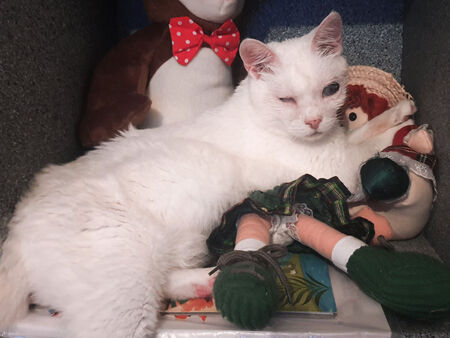 Връщат жива и здрава отвлечената сляпа котка на поета Недялко Йорданов до часове