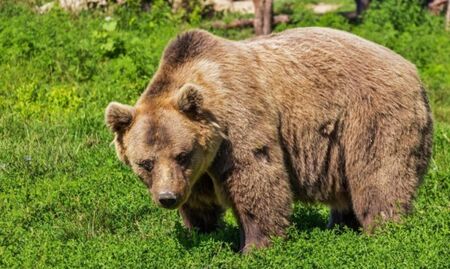 След нападението на мечка: Безопасен ли е районът край Белица?
