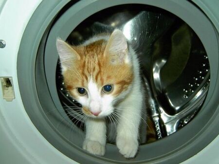 За отмъщение: Мъж изпра котката на жена си в пералнята