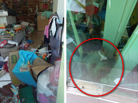 Ужас! Кученца заключени в магазин в центъра на Несебър, от четири дни са без храна и вода