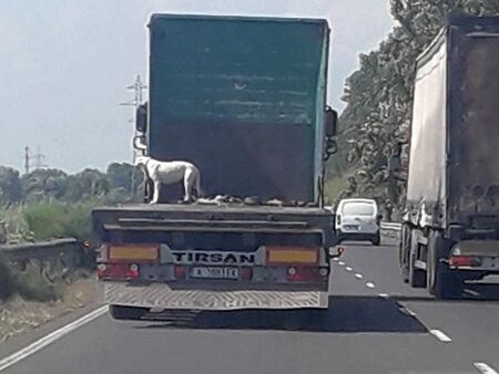 Куче трепери върху каросерията на камион, летящ с над 100 км/ч към Бургас