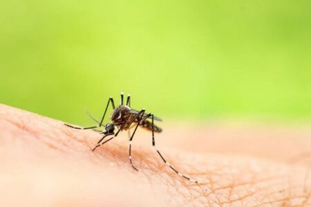 Заразяват ли комарите с Ковид