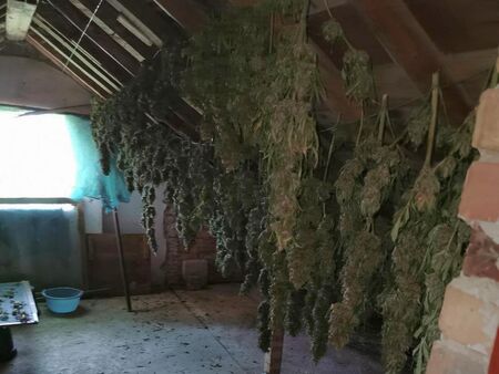 Разбиха наркогрупа за отглеждане на марихуана в село Брястовец, трима са в ареста