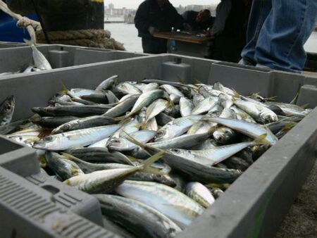 Учени: Бактерия разболява рибите в Черно море