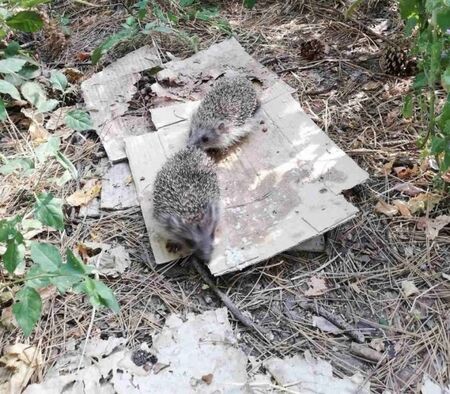 Таралежи плъзнаха из Пловдив