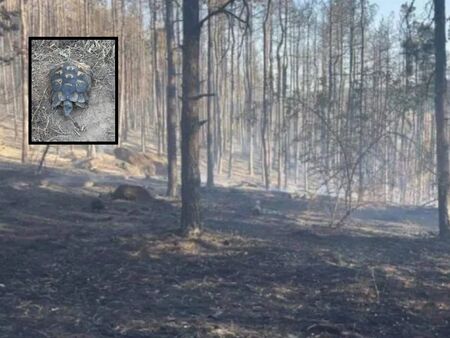 Шефът на пожарната в Пловдив: Животинче с малки крачета не можа да избяга от пожара