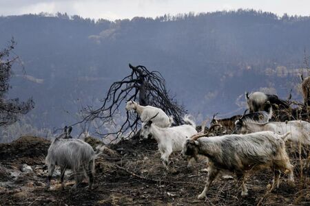 Унищожителните горски пожари в Гърция са огромна екокатастрофа