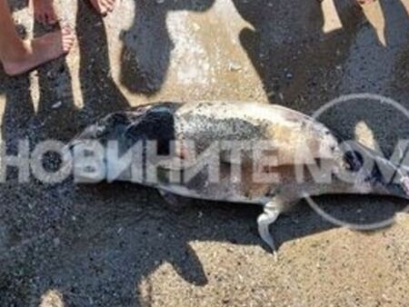 Mъртъв делфин откриха на плаж