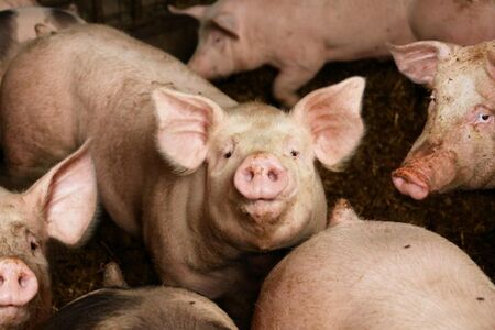 Свиневъдите искат спешна среща с премиера и земеделския министър