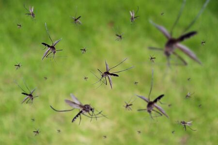 Кафе, ракия и „сладка кръв” - няколко мита за комарите