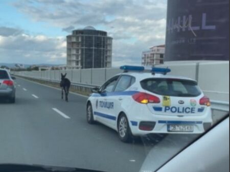 Шоу! Вижте как полицаи ескортират заблудено магаре на скоростното шосе край Поморие