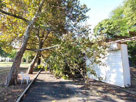 Община Бургас с важно предупреждение: Не минавайте близо до големи стари дървета при ураганен вятър!