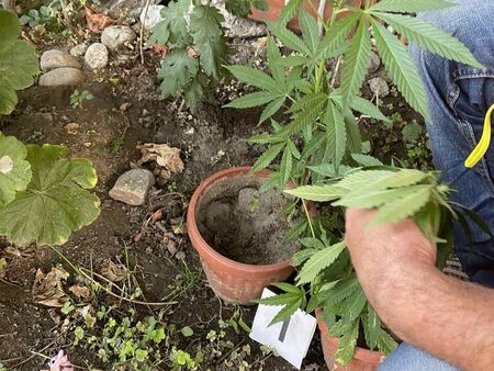 "Градинарят" Валентин от с. Трояново завъди коноп в двора на къщата си
