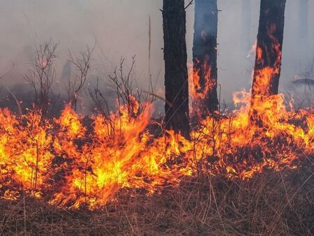 ЮИДП-Сливен призовава за повишено внимание от възникване на пожари при предстоящия ловен сезон
