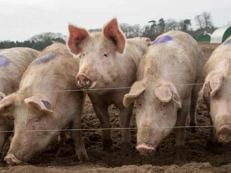 Brexit удари и свинете – няма кой да ги гледа, магазините внасят месо от ЕС