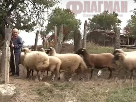 Гладни вълци нападат стада в села край Средец