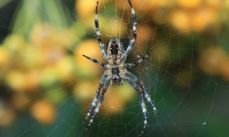 Гигантски паяци нападнаха американския щат Джорджия