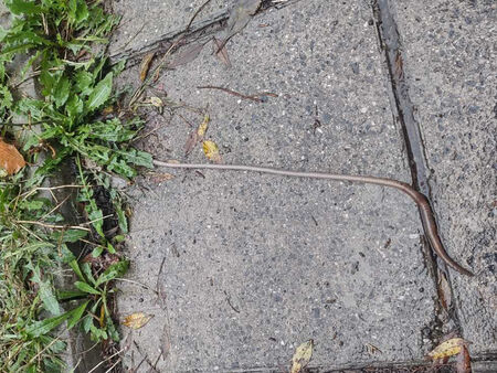 30-сантиметрови червеи налазиха бургаските улици след дъжда