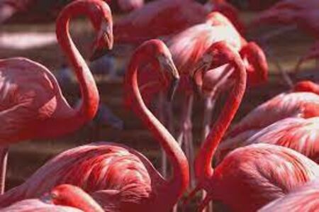 Розово фламинго трайно се засели по родното Черноморие