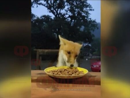 Лисица яде от чиния в манастир край София