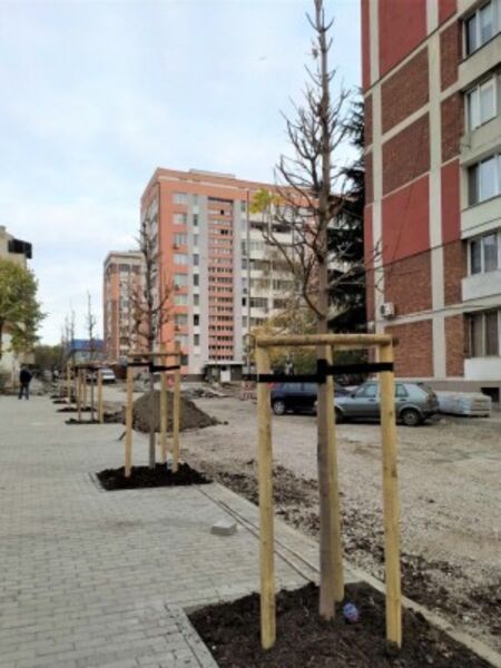 Стартира засаждането на нови дървета и по бургаската улица „Климент Охридски“