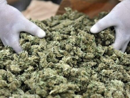 Намериха 22 кг марихуана в дома на пловдивчанин
