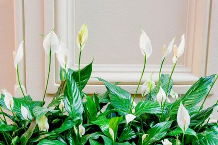 Преборете влагата в дома ви веднъж завинаги с тези 6 стайни растения
