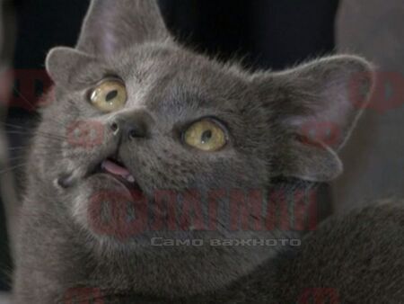 Коте мутант с четири уши живее с две кучета в Анкара