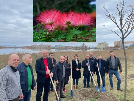 Ротари Клуб Поморие засади 20 копринени дървета край езерото