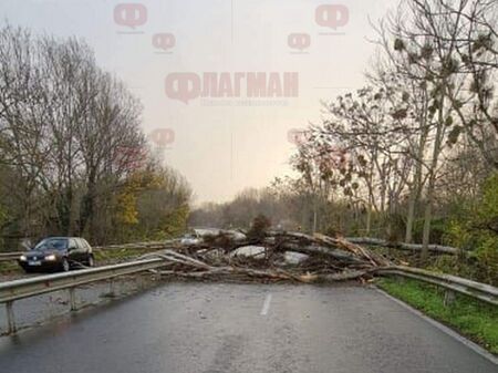 Силният вятър събори огромно дърво, блокира пътя Бургас-Созопол
