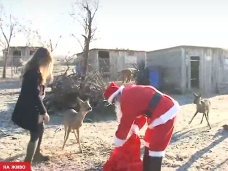 Дядо Коледа влезе в Зоопарк Бургас, нахрани сърничките