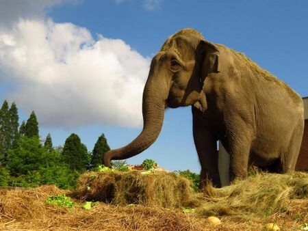 Почина слоницата Артайда от Софийския зоопарк