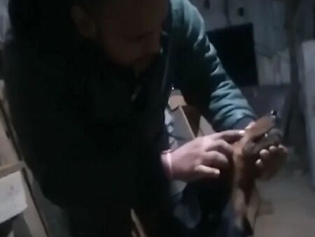 Куче спаси стопаните си от смъртоносно отровна кобра