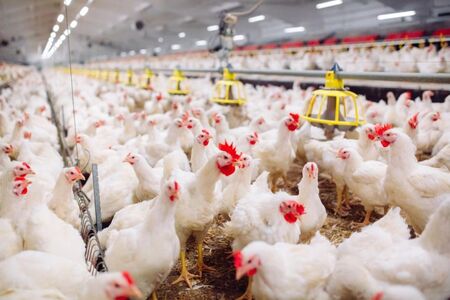 Унищожават близо 40 000 кокошки във ферма в Хасковско