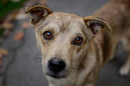 Спасиха заклещено куче между гаражи в Сливен, вероятно се е скрило заради пиратките