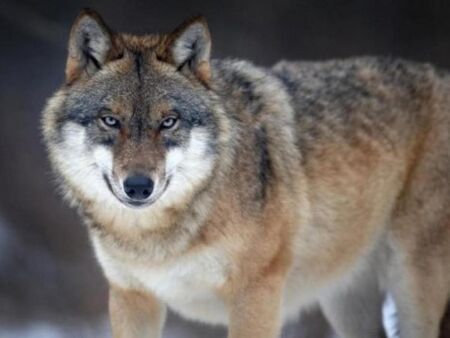 Гладни вълци нападат села край Варна